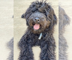 Labradoodle Puppy for Sale in BOILING SPRINGS, South Carolina USA
