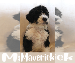 Bernedoodle Puppy for Sale in INDIANAPOLIS, Indiana USA