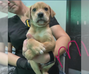 Labrador Retriever-Unknown Mix Dogs for adoption in SHERBURNE, NY, USA