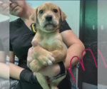 Small Labrador Retriever Mix