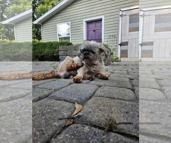 Medium Photo #3 Shih Tzu-Unknown Mix Puppy For Sale in Greenville, SC, USA