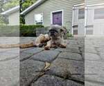 Small #2 Shih Tzu Mix