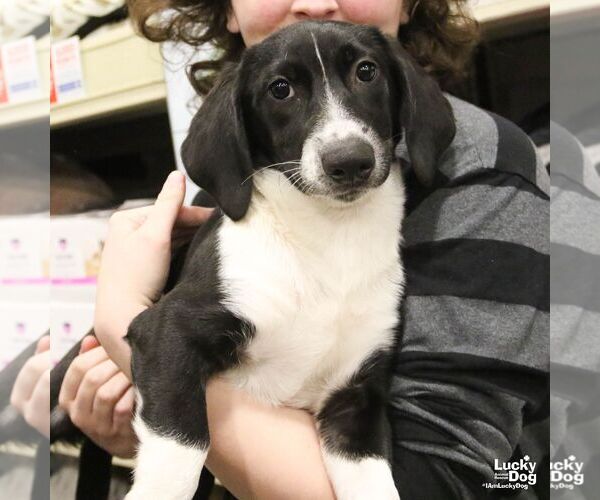 Medium Photo #4 Basset Hound-Unknown Mix Puppy For Sale in Washington, DC, USA