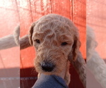 Small Photo #7 Poodle (Standard) Puppy For Sale in BRADFORDSVILLE, KY, USA