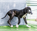 Small #6 Great Dane