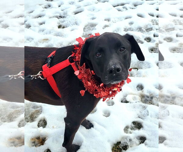 Medium Photo #5 Labrador Retriever-Unknown Mix Puppy For Sale in Germantown, OH, USA
