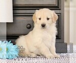 Small #2 Golden Retriever