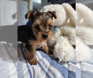 Yorkshire Terrier Puppy for sale in ATHENS, TN, USA