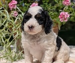 Small #8 Miniature Bernedoodle