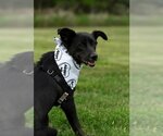 Small Photo #24 Shepradors Puppy For Sale in Gretna, NE, USA