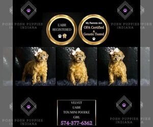 Poodle (Toy) Puppy for sale in WARSAW, IN, USA