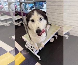 Lucy - Female Siberian Husky Dog for Adoption - Photo #2
