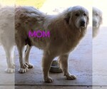 Small #5 Great Pyrenees