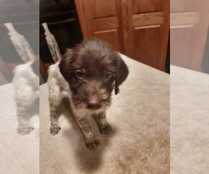 Wirehaired Pointing Griffon Puppy for sale in ASTOR, FL, USA