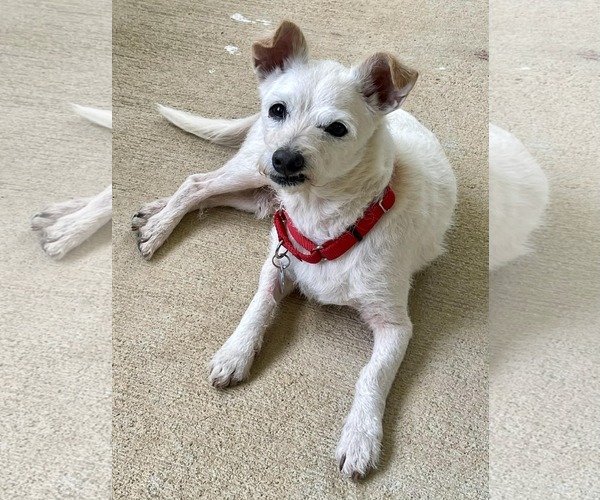 Medium Photo #8 Mutt Puppy For Sale in Arlington, VA, USA