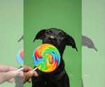 Small #3 Labrador Retriever Mix