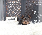 Small #3 Yorkshire Terrier