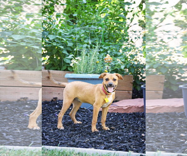 Medium Photo #8 Mutt Puppy For Sale in Sandy, UT, USA
