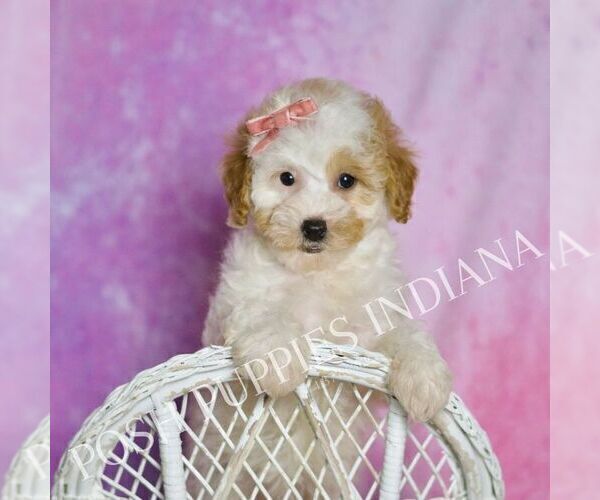 Medium Photo #57 Poodle (Toy) Puppy For Sale in WARSAW, IN, USA