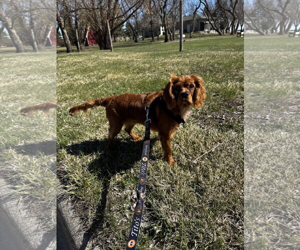 Medium Photo #3 Cavalier King Charles Spaniel Puppy For Sale in Sioux Falls, SD, USA