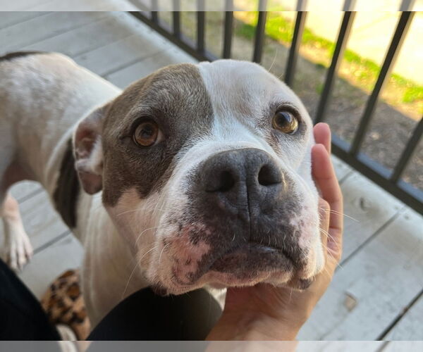 Medium Photo #4 American Pit Bull Terrier-American Staffordshire Terrier Mix Puppy For Sale in Chester, VA, USA