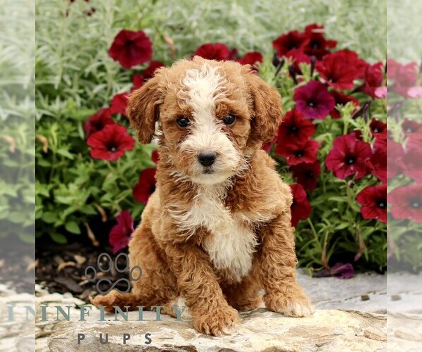 Medium Photo #4 Goldendoodle (Miniature) Puppy For Sale in LITITZ, PA, USA