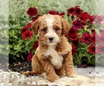 Small #3 Goldendoodle (Miniature)