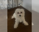 Small #18 Maltese