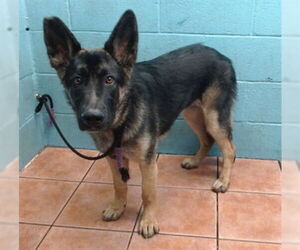 German Shepherd Dog Dogs for adoption in Downey, CA, USA