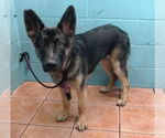 Small German Shepherd Dog