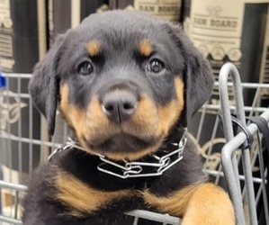 Rottweiler Puppy for sale in BENSON, NC, USA
