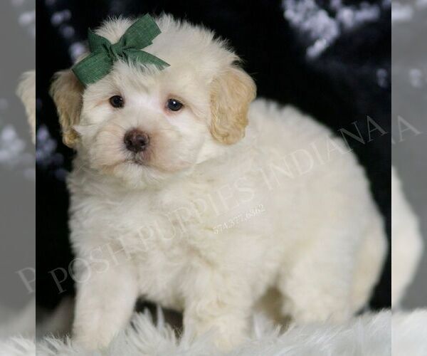 Medium Photo #1 Maltipoo Puppy For Sale in WARSAW, IN, USA