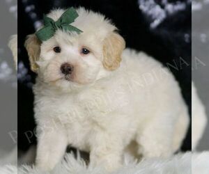 Maltipoo Puppy for sale in WARSAW, IN, USA