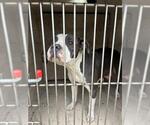 Small American Pit Bull Terrier