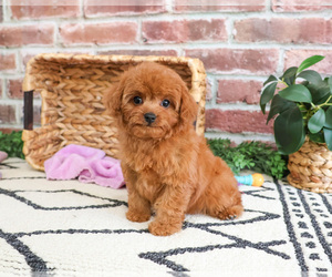 Cavapoo Puppy for sale in SYRACUSE, IN, USA