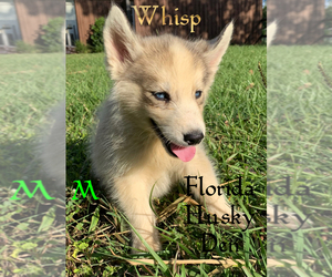 Siberian Husky Puppy for sale in NEW PORT RICHEY, FL, USA