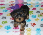 Small Photo #4 Yorkshire Terrier Puppy For Sale in ORO VALLEY, AZ, USA