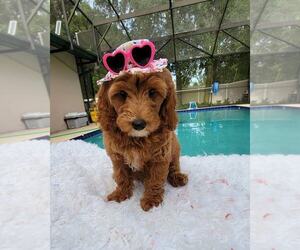 Goldendoodle Puppy for sale in KISSIMMEE, FL, USA