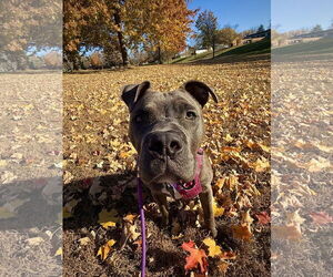 American Staffordshire Terrier-Boxer Mix Dogs for adoption in Princeton, MN, USA