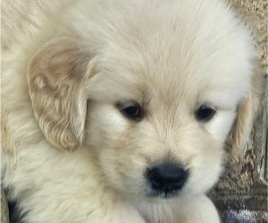 Golden Retriever Puppy for sale in VIRGINIA BEACH, VA, USA