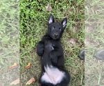 Puppy Black German Shepherd Dog