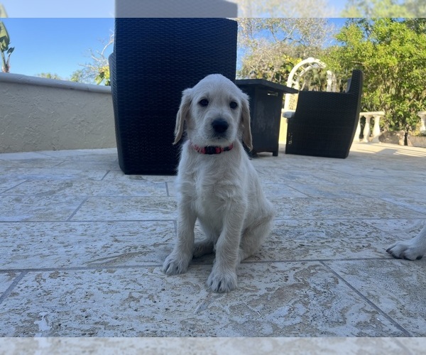 Medium Photo #56 Labradoodle Puppy For Sale in FORT LAUDERDALE, FL, USA