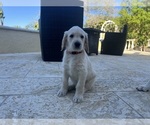 Small Photo #56 Labradoodle Puppy For Sale in FORT LAUDERDALE, FL, USA