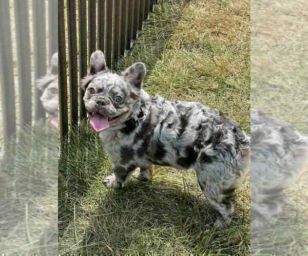Medium Photo #78 French Bulldog Puppy For Sale in WARSAW, IN, USA