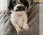 Small Photo #4 Morkie Puppy For Sale in MESA, AZ, USA
