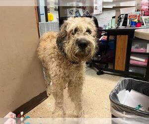 Poodle (Standard)-Unknown Mix Dogs for adoption in Tulsa, OK, USA