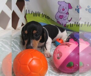 Dachshund Puppy for sale in RATTAN, OK, USA