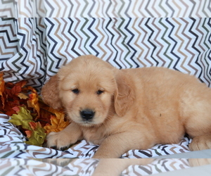 Golden Retriever Puppy for sale in SHILOH, OH, USA