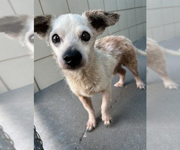 Medium Photo #1 Chihuahua-Unknown Mix Puppy For Sale in Corpus Christi, TX, USA