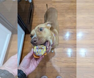 Honey - Female American Pit Bull Terrier-Labrador Retriever Mix Dog for Adoption - Photo #9